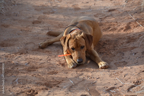 Red Dog in the Red Dirt