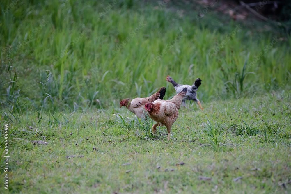 Fototapeta premium Chickens eating bush of various types and sizes on the grass in the field. 