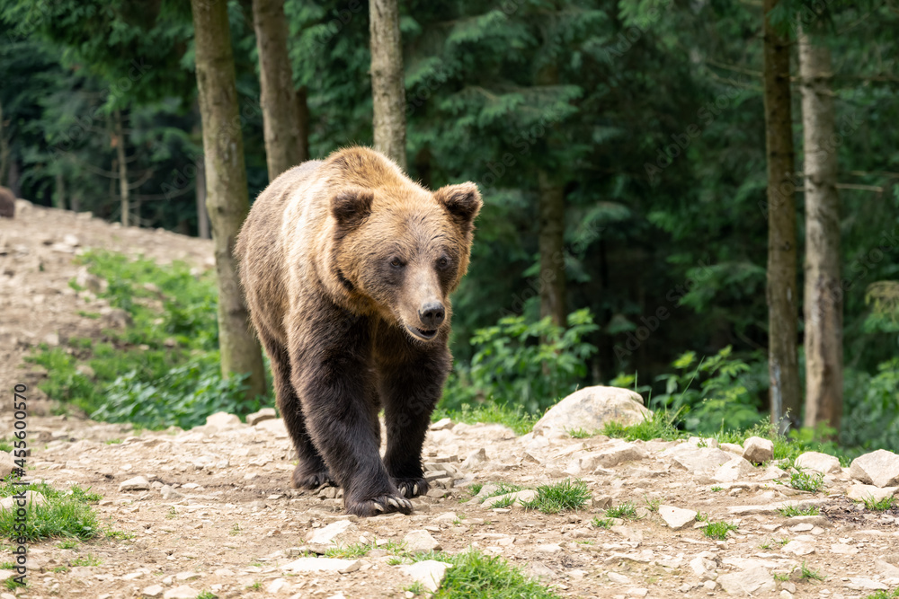 Fototapeta premium Brown wild bear portrait in green summer forest. Animal photography