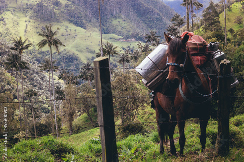 Foto caballo esperando viaje