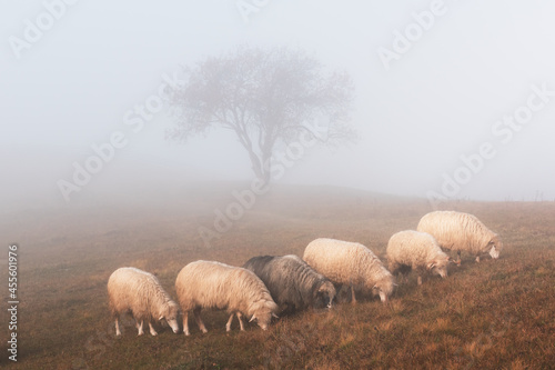 Herd of sheeps in foggy autumn mountains. Carpathians, Ukraine, Europe. Landscape photography