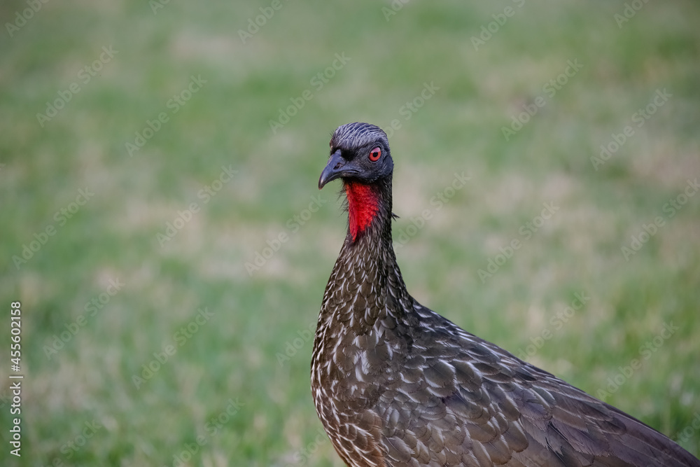 Jacu Penelope is a genus of craciform birds, which contains fifteen species.
Jacu Penelope is a genus of craciform birds, which contains fifteen species.