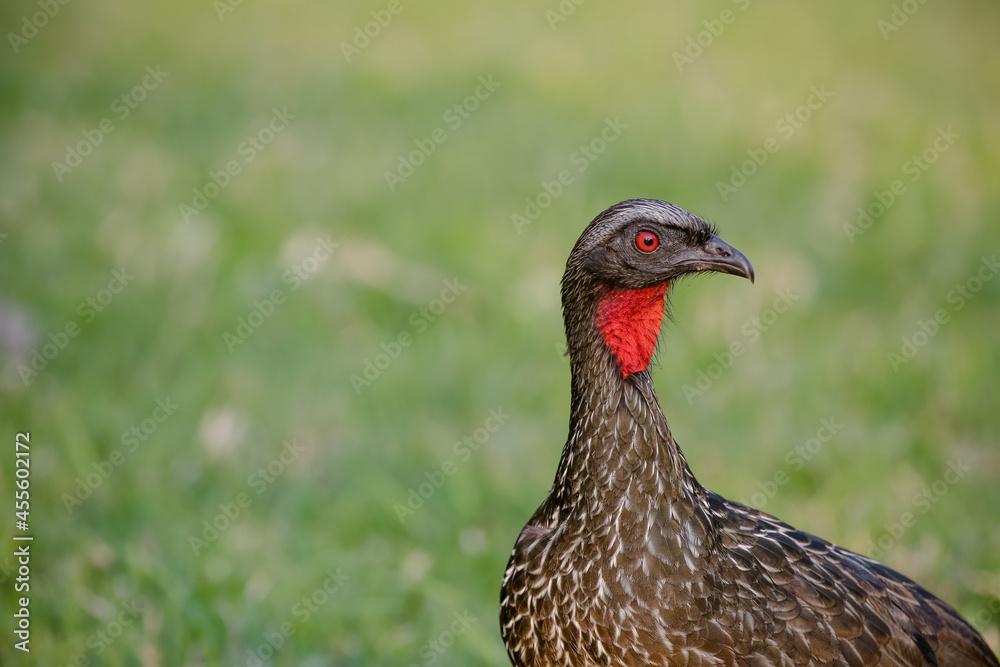 Jacu Penelope is a genus of craciform birds, which contains fifteen species.
Jacu Penelope is a genus of craciform birds, which contains fifteen species.