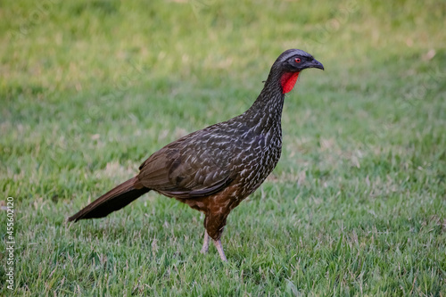 Jacu Penelope is a genus of craciform birds, which contains fifteen species.
