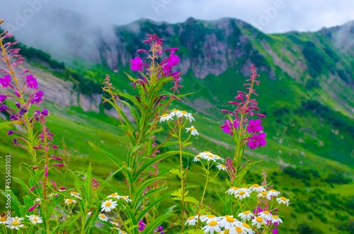 Beautiful cute flowers in the mountains in summer in the meadows