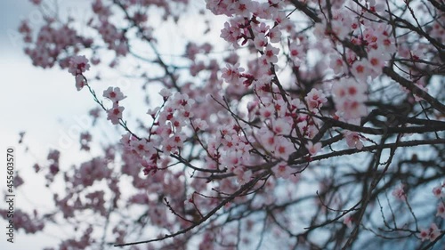 Xizang Nyingchi Peach Blossom