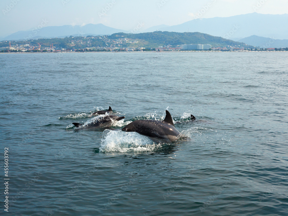 Fototapeta premium Dolphins in blue water