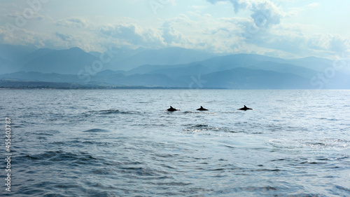 Dolphins in blue water