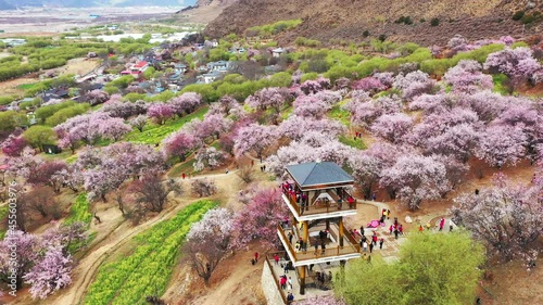 Xizang Nyingchi Peach Blossom