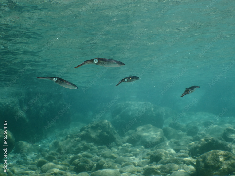 squid school underwater calamari drifting and swimming underwater close and slow ocean scenery animal cephalopod squid school underwater calamari drifting and swimming underwater close and slow ocean scenery animal cephalopod