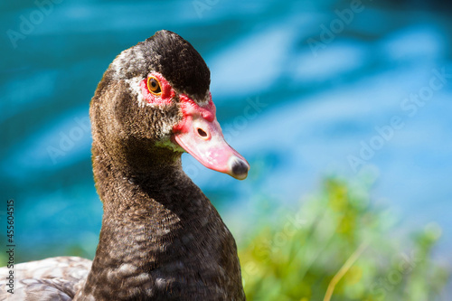 Portrait view of brown muscovy duck or Cairina moschata on blue water background, sunlight photo