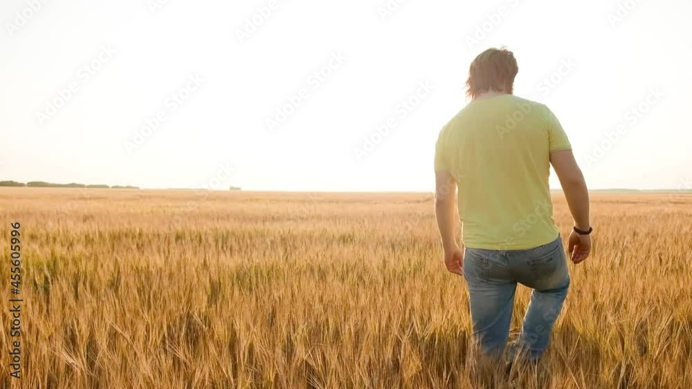 Farmer working on wheat field. Agriculture. Agronomist checking wheat harvest in the field. Businessman analyzing grain harvest.