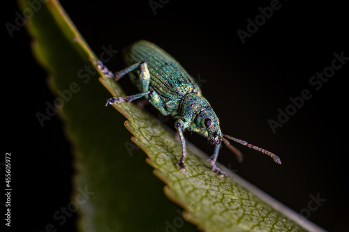 bug on a green leaf