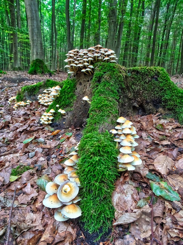 Pilzbaum