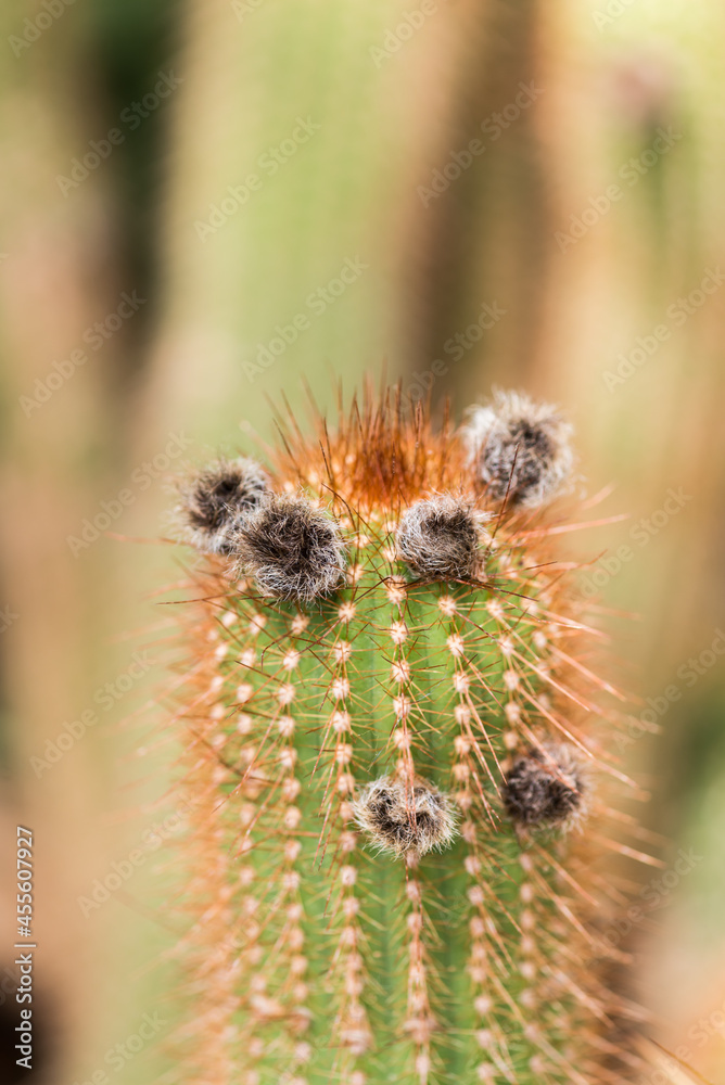 Obraz premium Close up, details of Echinopsis “ Flying Saucer Cactus 
