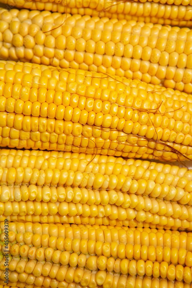 fresh sweet organic corn cobs close-up background fresh sweet organic corn cobs close-up background
