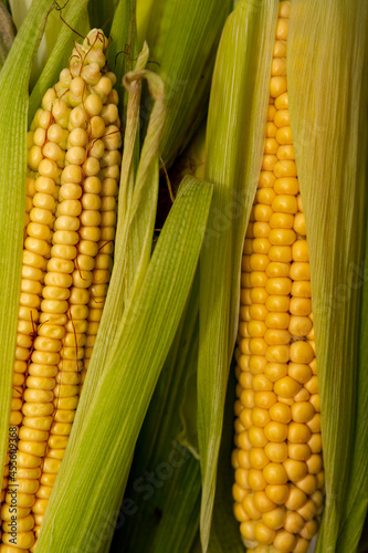 fresh sweet organic corn cobs close-up background