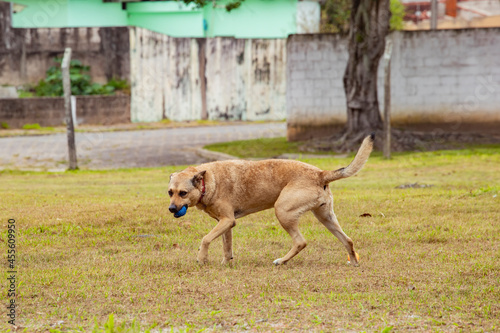 foto de cadela vira lata sem raça definida, feliz andando e brincando ao ar livre na grama do parque 