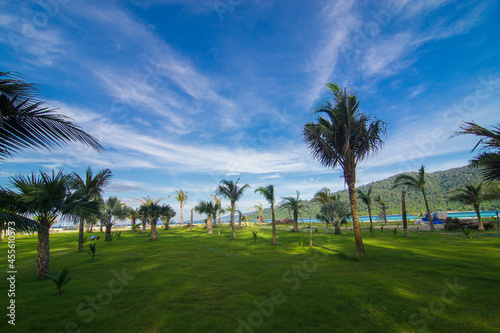 Coconute palm tree on sea beach with green grass against blue sky photo