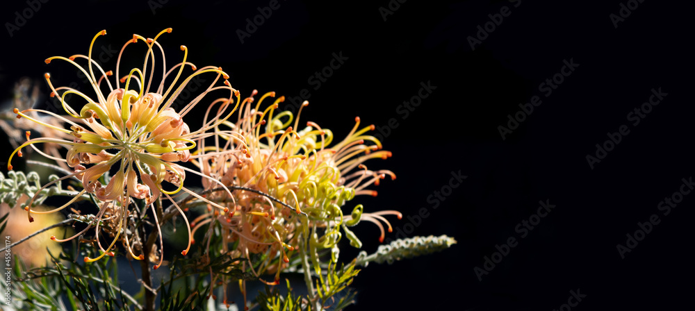 Pink and yellow Grevillea flower against black background with copy space. Pink and yellow Grevillea flower against black background with copy space.