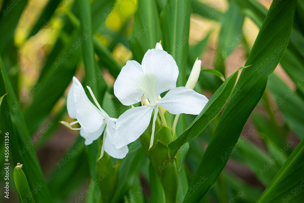 ヘディキウム コロナリウム 学名 Hedychium Coronarium 別名 ハナシュクシャ ホワイトジンジャー ジンジャーリリー Stock 写真 Adobe Stock ヘディキウム コロナリウム 学名 Hedychium Coronarium 別名 ハナシュクシャ ホワイトジンジャー ジンジャーリリー Stock 写真 Adobe Stock