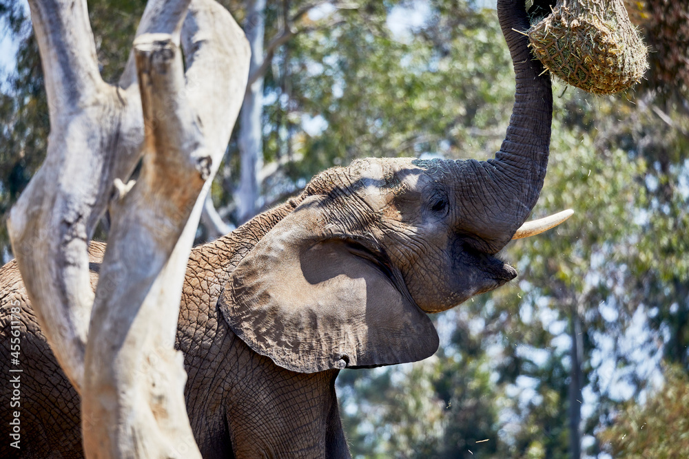 Fototapeta premium Elephant eating from a Hay Net