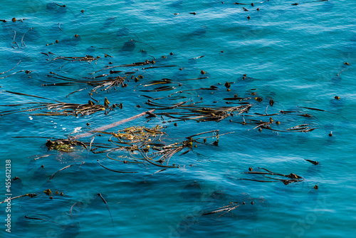 Seaweed floating in the blue pacific ocean.