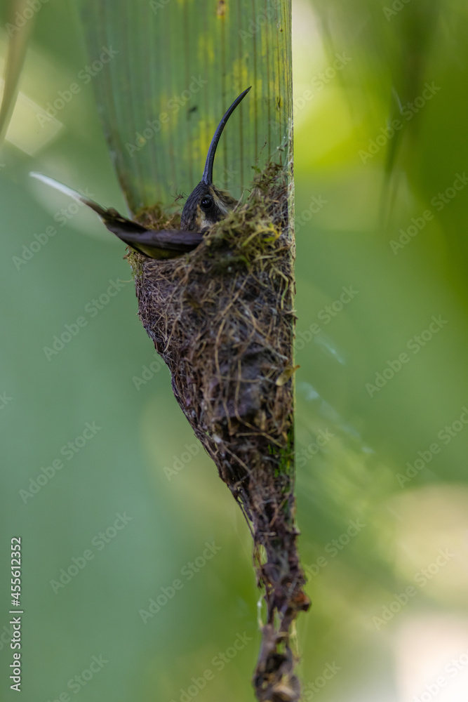 custom made wallpaper toronto digitalWestlicher Langschwanz-Schattenkolibri (Long-billed hermit) beim Brüten, Costa Rica