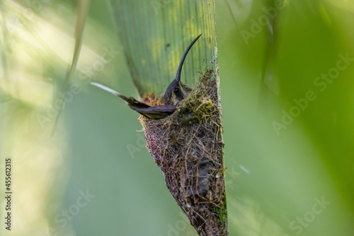 Westlicher Langschwanz-Schattenkolibri (Long-billed hermit) beim Brüten, Costa Rica