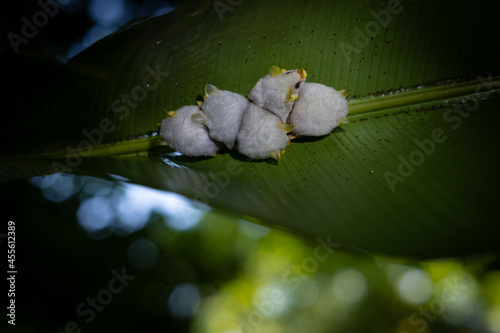 Foto Weisse Fledermaus (Honduran white bat)
Costa rIca