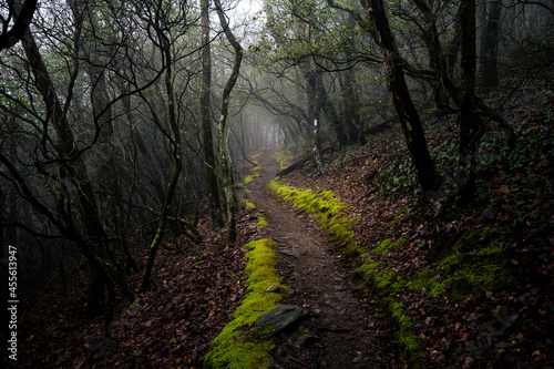 Leinwand Poster Mossy path leading into the fog