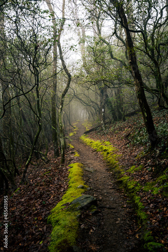 Mossy path leading into the fog