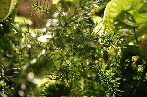 Fototapeta Naklejka Na Ścianę i Meble -  green leaves background