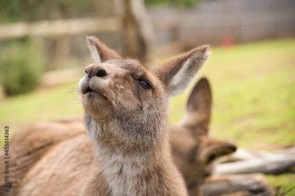 Fototapeta premium Kangaroo sleeping and resting on the ground in Tasmania, Australia