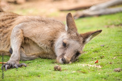 Kangaroo sleeping and resting on the ground in Tasmania, Australia