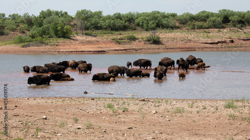 Herd of bison © Thanutporn