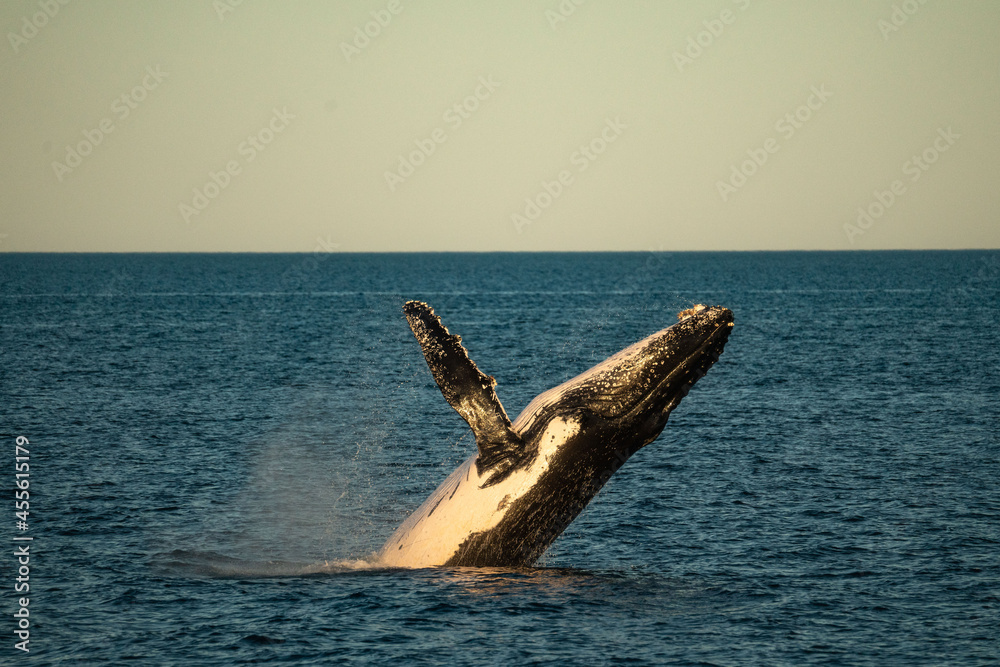 Fototapeta premium Humpback Whale Breach