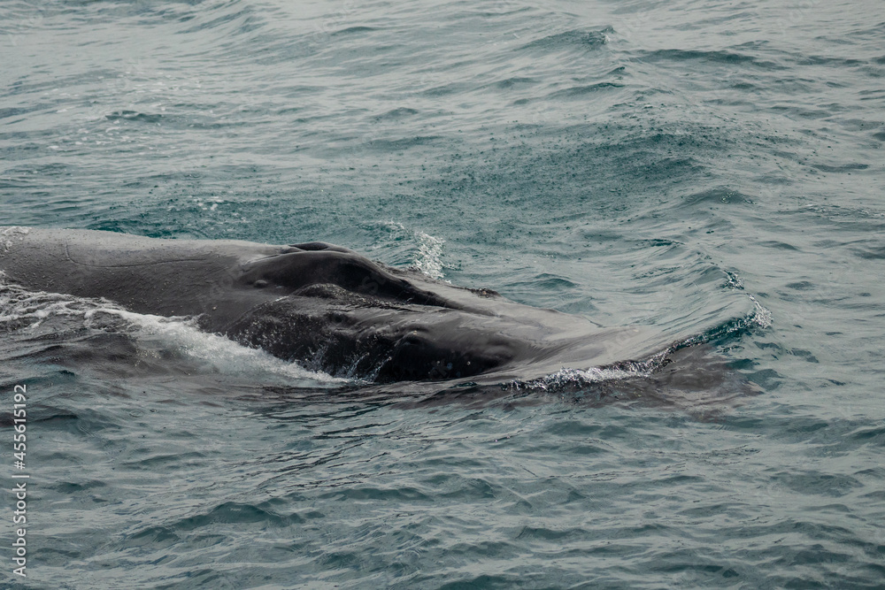 Humpback Whale Humpback Whale