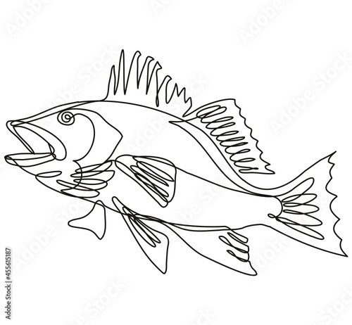 Continuous line drawing illustration of a largemouth bass jumping up side view in mono line or doodle style in black and white on isolated background.  photo