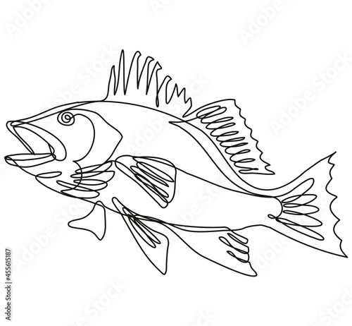 Continuous line drawing illustration of a largemouth bass jumping up side view in mono line or doodle style in black and white on isolated background. 