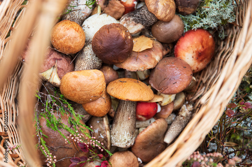 Top view of freshly picked wild mushrooms decorated with sprigs of wild heather in wicker basket. Boletus edulis, orange-cap boletus - gourmet food, autumn harvest in the forest. Hobbies. 
