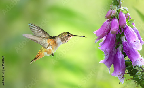Hummingbird in flight feeding on colourful flowers