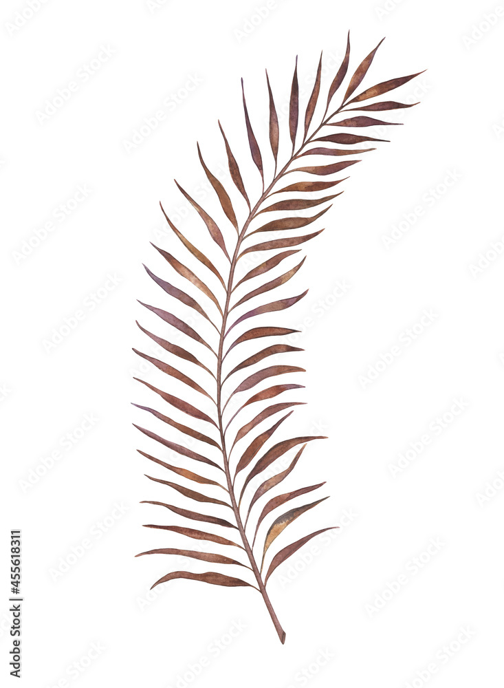 Palm leaves watercolor illustration isolated on white background. Exotic tropical jungle leaves are purple-brown in color.