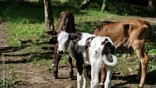 Calves on a farm in the Intag Valley, outside of Apuela, Ecuador © Angela