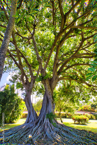 Large banyan tree with networking limbs on Maui