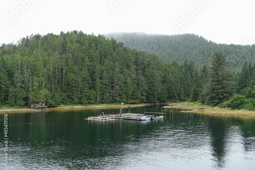 People fishing for salmon off of a dock in a remote bay surrounded by forest outside the small coastal town of Bella Bella, outside british columbia, canada.