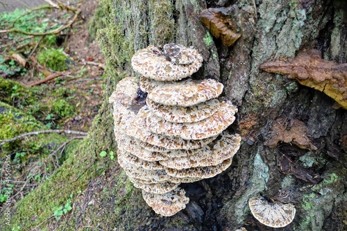 A closeup photo of the Fomitopsidaceae layered on the side of a tree, which are a family of fungi in the order Polyporales. Most species are parasitic on woody plants, and tend to cause brown rots. photo