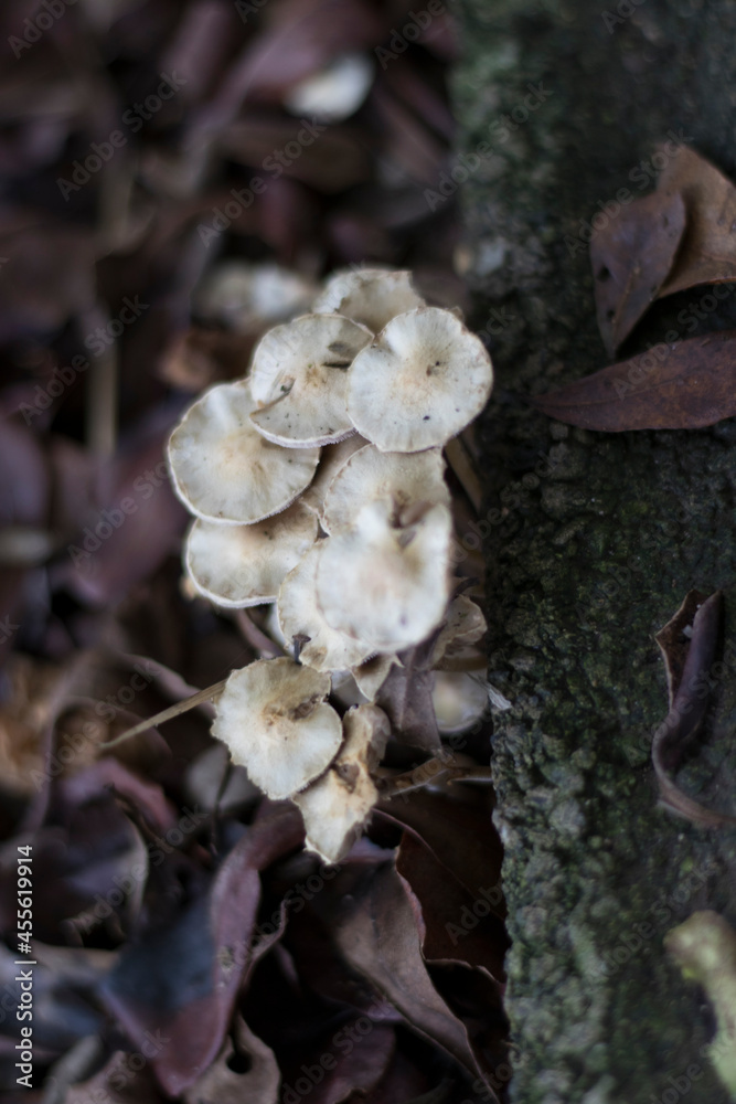 Fototapeta premium mushrooms in the forest