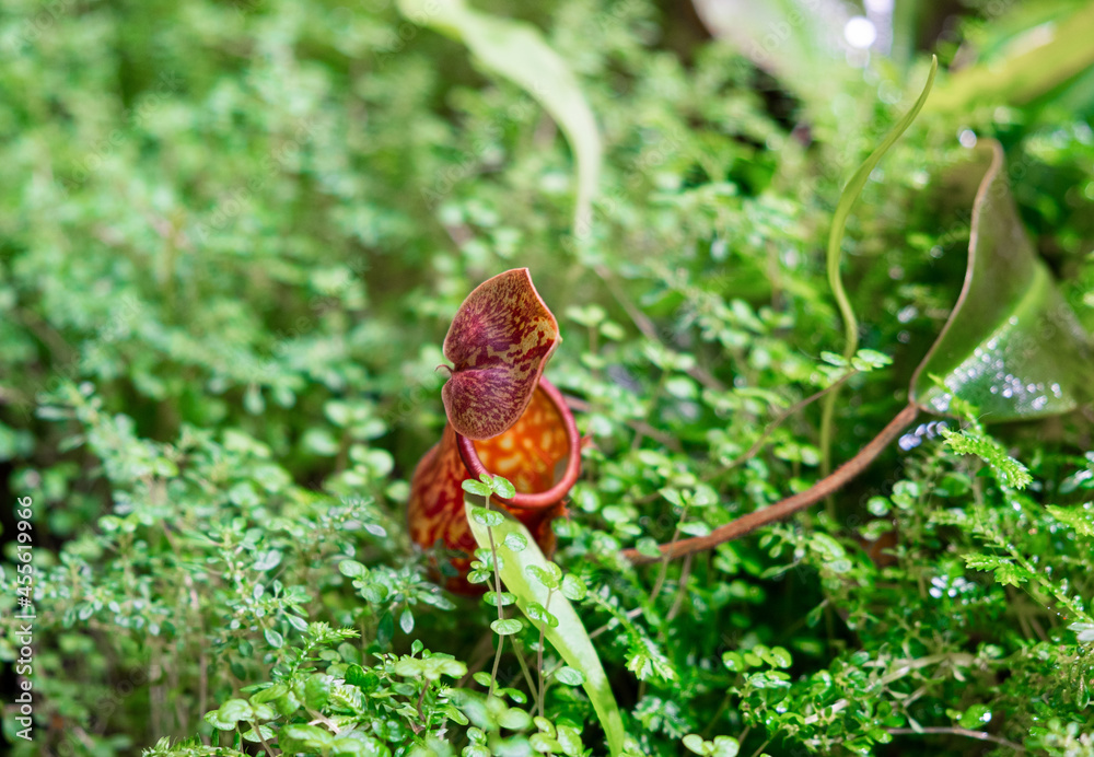 Fototapeta premium plants are predators. Insect Catcher Plant Botanical Garden. unusual rare