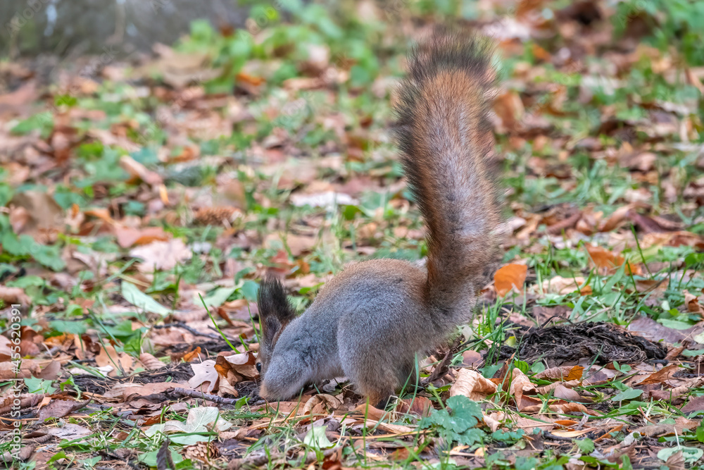 Squirrel in autumn hides nuts on the green grass with fallen yellow leaves Squirrel in autumn hides nuts on the green grass with fallen yellow leaves
